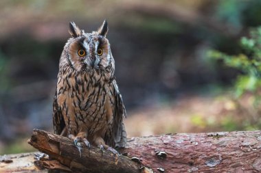 Uzun kulaklı baykuş, Asio otus, sonbahar boyunca dalda oturuyor..