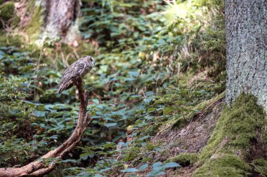Uzun kulaklı baykuş, Asio otus, sonbahar boyunca dalda oturuyor..