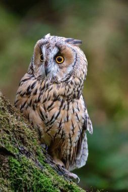 Uzun kulaklı baykuş (ASIO otus) portre