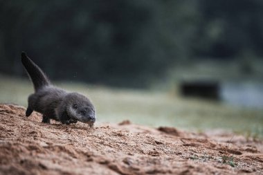 Euroasian otter  (lutra lutra) running in sand clipart