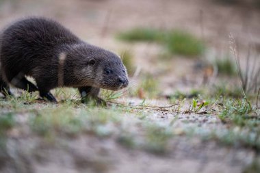 Avrasya Su Samuru (Lutra lutra) Yavrusu, 12 haftalık, çimlerin üzerinde öğleden sonra.