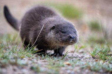 Avrasya Su Samuru (Lutra lutra) Yavrusu, 12 haftalık, çimlerin üzerinde öğleden sonra.
