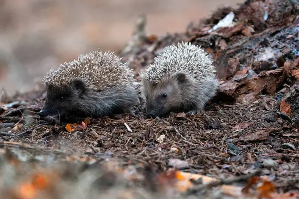 Kirpi (Bilimsel adı: Erinaceus Europaeus). Yeşil yosun ve sonbahar yaprakları ile doğal orman habitatında vahşi, yerli, Avrupalı kirpi. Arka plan bulanık. Yatay olarak. Kopyalamak için boşluk.
