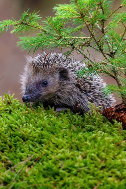 Kirpi, Erinaceinae, yiyecek arıyor.