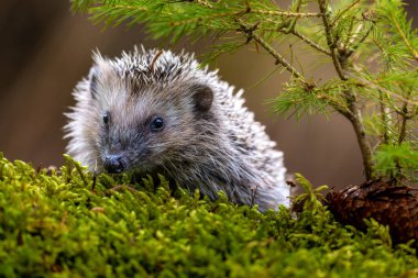 Hedgehog, Erinaceinae, Searching for food clipart