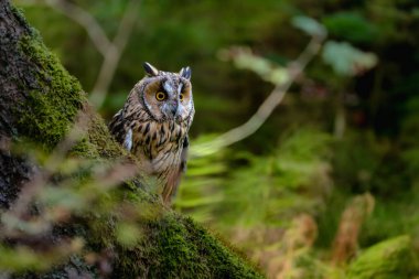 Uzun kulaklı Baykuş, karanlık bir günde düşmüş tarla ormanındaki yeşil bitki örtüsünde oturuyor. Doğa habitatından vahşi yaşam sahnesi. Turuncu gözlü yüz portresi, Avrupa.