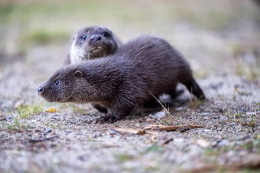 Avrasya Su Samuru (Lutra lutra) Çimenlerdeki genç açık hava portresi.