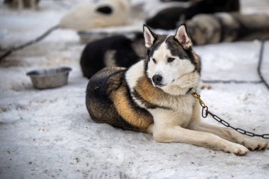 Sibiryalı, Husky köpeği dışarıda. Doğada iri yapılı bir köpeğin portresi. Yakın plan. İri köpek portresi