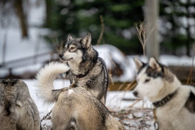 Sibiryalı, Husky köpeği dışarıda. Doğada iri yapılı bir köpeğin portresi. Yakın plan. İri köpek portresi