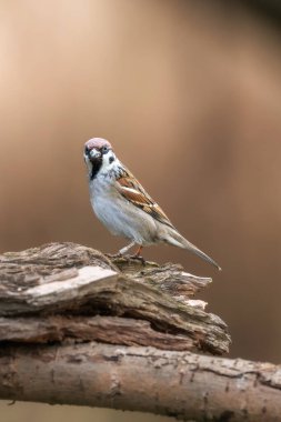 Kürsüde Avrasya Ağaç Serçesi (Passer montanus). Kuş doğal besleyicide..