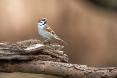Kürsüde Avrasya Ağaç Serçesi (Passer montanus). Kuş doğal besleyicide..