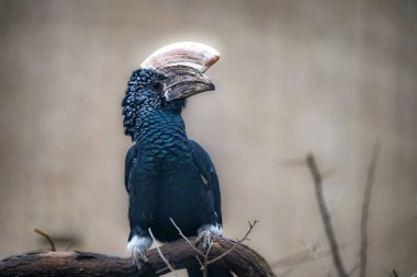 Beautiful Silvery Cheeked Hornbill,  Bycanistes brevis.  Close Up Portrait clipart