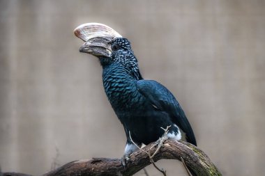 Beautiful Silvery Cheeked Hornbill,  Bycanistes brevis.  Close Up Portrait clipart