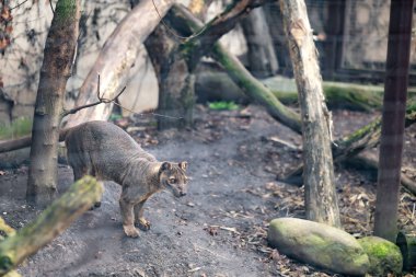 Fossa (Cryptoprocta ferox), Madagaskar 'daki en büyük memeli etobur. Bu şahıs hayvanat bahçesi girişinde görülüyor..