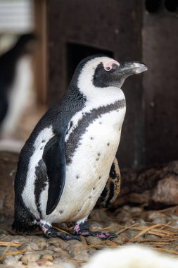 Afrika pengueni (Spheniscus demersus) taşların üzerinde yürüyor. Hayvanat Bahçesi Kralove. 