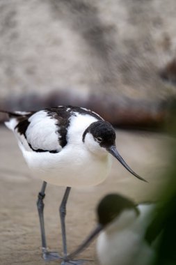 Fareli köyün avocet 'i (Recurvirostra avosetta), avocet ve stilt familyasında yer alan büyük siyah-beyaz bir balıkçıl türü. Orta Avrupa 'da ve Palearktik' ten Orta Asya 'ya kadar çoğalırlar..