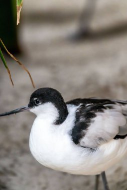 Fareli köyün avocet 'i (Recurvirostra avosetta), avocet ve stilt familyasında yer alan büyük siyah-beyaz bir balıkçıl türü. Orta Avrupa 'da ve Palearktik' ten Orta Asya 'ya kadar çoğalırlar..