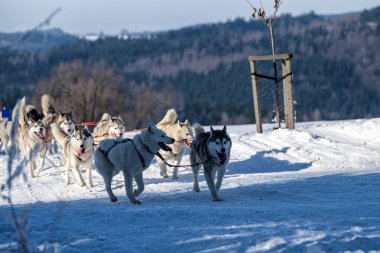 Bir köpek kızağı bir kış kar üzerinde çalışan