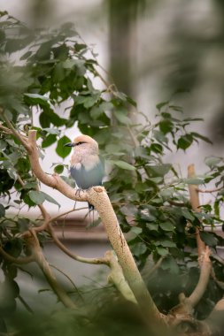 Close up photo of Blue-bellied roller (Coracias cyanogaster) sitting on a branch with green background. clipart