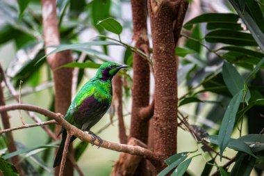 Metalik yeşil ve mor zümrüt sığırcık (lamprotornis iris) bir dala oturmuş.