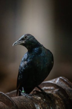 Red-winged Starling (Onychognathus morio) on a ZOO clipart