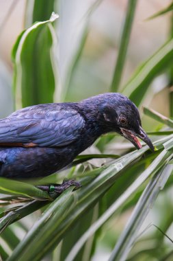 Afrika kırmızı kanatlı sığırcık, Onychognathus morio