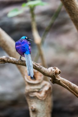 Muhteşem sığırcıklı Lamprotornis süper otobüsü sığırcık kuş familyasının bir üyesidir. Etiyopya, Somali, Uganda, Kenya ve Tanzanya dahil olmak üzere Doğu Afrika 'da yaygın olarak görülebilir. Spreo superbus