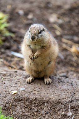 Siyah kuyruklu Çayır Köpeği (Cynomys ludivicianus), 