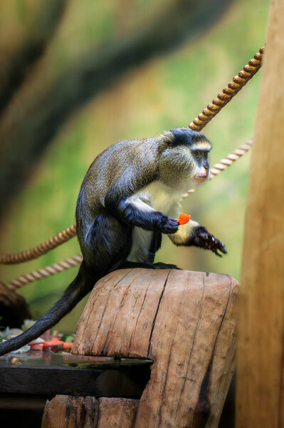 Portrait of Campbell's mona monkey or Campbell's guenon monkey, Cercopithecus campbelli, detail face . Primate from Ivory Coast, Gambia, Ghana.