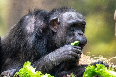 Portrait of a Chimpanzee (Pan troglodytes) staring into the camera while eating a fruit or vegetables and sitting down on a bed of straw clipart