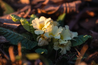 Doğadaki çiçekler: Çuha çiçekleri (Primula vulgaris )