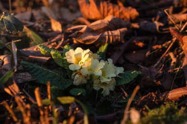 Doğadaki çiçekler: Çuha çiçekleri (Primula vulgaris )
