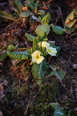 Doğadaki çiçekler: Çuha çiçekleri (Primula vulgaris )