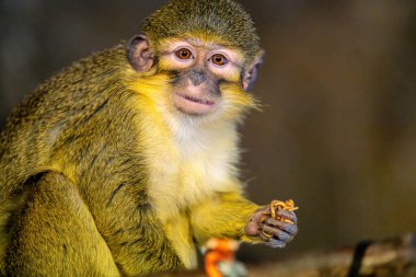 Close up portrait shot of a Gabon talapoin (Miopithecus ogouensis), also known as the northern talapoin looking at the photographer from behind a branch clipart