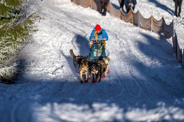 DESTNE, CZECH REPUBLIC - 22 Ocak 2025: Sedivacek 'in kışın dağ manzarasında uzun kızak köpek yarışı