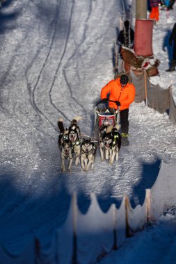 DESTNE, CZECH REPUBLIC - 22 Ocak 2025: Sedivacek 'in kışın dağ manzarasında uzun kızak köpek yarışı