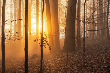 Ormanda sisli, güzel gün batımı ışığı