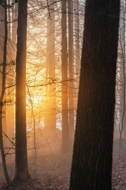 Ormanda sisli, güzel gün batımı ışığı