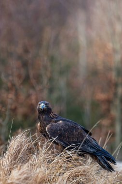 Altın Kartal (Aquila chrysaetos), Kuzey Yarımküre 'de yaşayan bir yırtıcı kuş türüdür. En yaygın olarak dağıtılan kartal türüdür. Tüm kartallar gibi o da Accipitridae ailesine ait..
