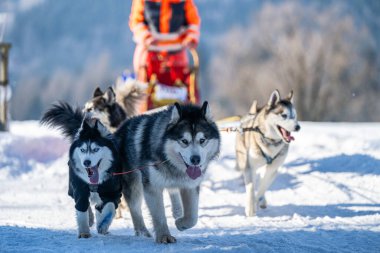 DESTNE, CZECH REPUBLIC - January 22, 2025: Sedivacek's long, sled dog race in the winter mountain landscape clipart