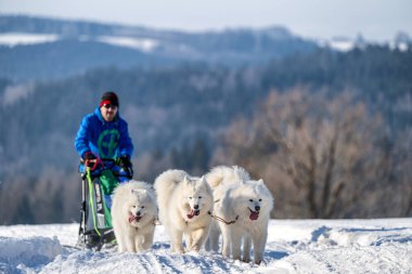 DESTNE, CZECH REPUBLIC - 22 Ocak 2025: Sedivacek 'in kışın dağ manzarasında uzun kızak köpek yarışı