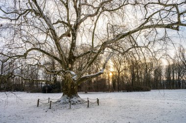 Parkta yapayalnız, çınar ağacı kışın güneşli ve karlı.