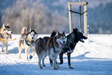 Husky köpekleri güneşli kış ormanlarında kızak çekiyorlar. 