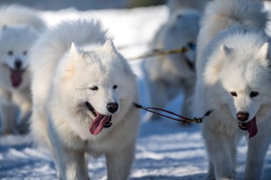 Samoyed köpeğini kızakla yarıştırmak. Kış köpeği kızak takımı yarışması. Koşumlu Samoyed köpek kayakçı ya da musher ile kızak. Karlı ülkeyi baştan başa geçen yolda etkin çalışma