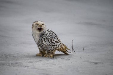 Snowy owl in the snow (Bubo scandiacus) captive, Czech Republic, Europe clipart