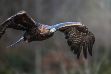 Altın Kartal (Aquila chrysaetos) uçan ve uçan