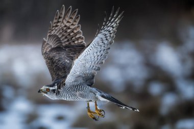 Northern goshawk (Accipiter gentilis), adult male, flying in a spruce forest, winter,  Czech Republic. Wildlife scene in nature, winter time. clipart