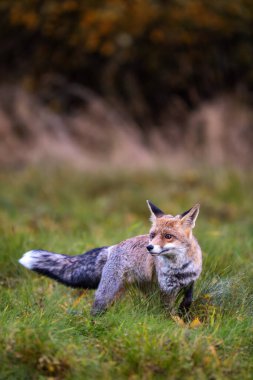 Güzel kırmızı tilki Vulpes vulpes