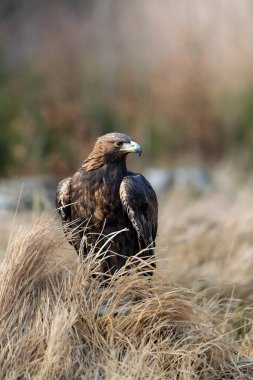 Altın kartal (Aquila chrysaetos) ormanın arka planında bir kütük üzerinde