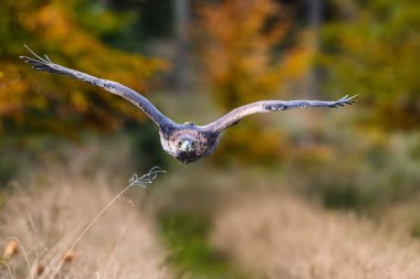Haliaeetus albicilla, Beyaz Kuyruklu Kartal, arka planda ormanlı yırtıcı kuş.